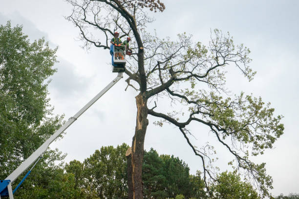 Why Choose Our Tree Removal Services in Hockessin, DE?